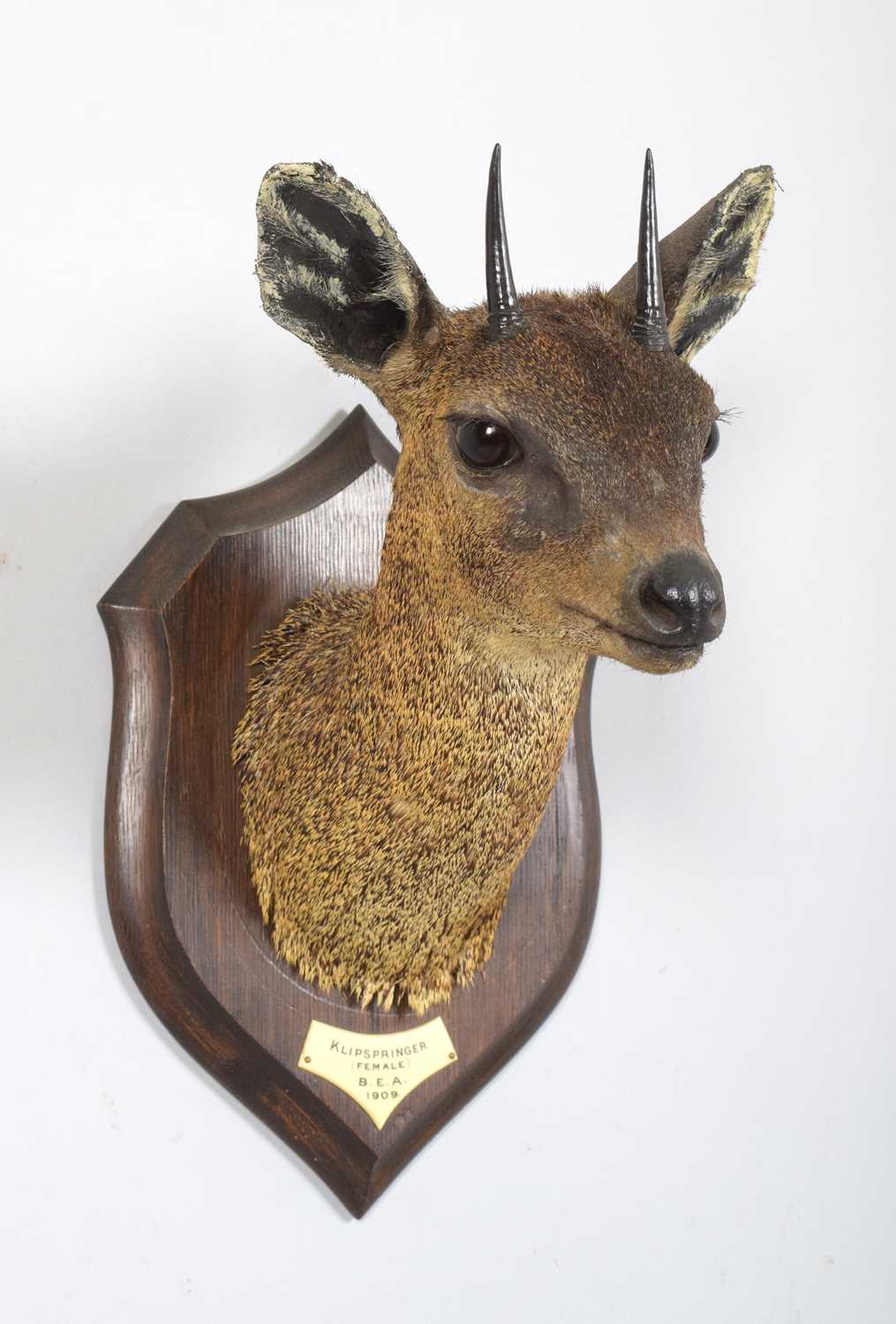 Taxidermy: Maasai Klipspringer (Oreotragus shillingsi), dated 1909, British East Africa, by - Image 2 of 6