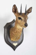 Taxidermy: Somali Klipspringer (Oreotragus somalicus), dated 1919, Sheikh, Somalia, by Rowland