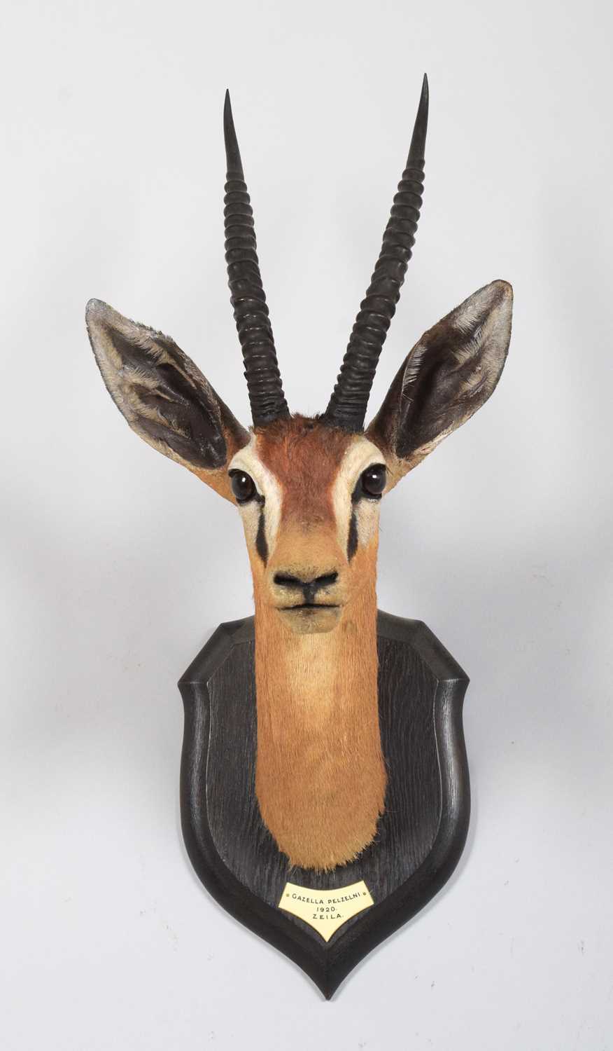 Taxidermy: Pelzeln's Gazelle (Gazella pelzelni), dated 1920, Zeila, Somalia, by Rowland Ward Ltd, " - Image 2 of 5