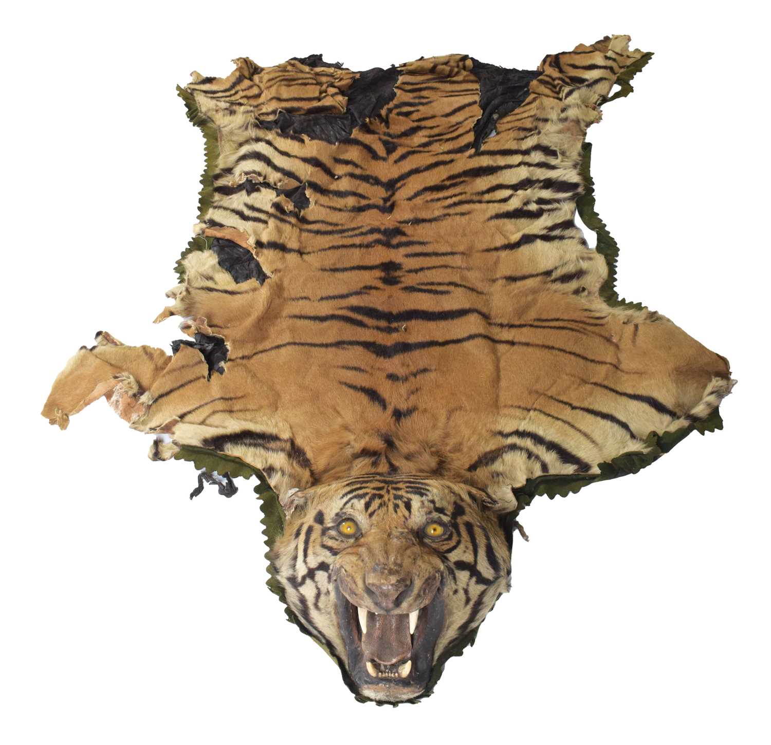 Taxidermy: Bengal Tiger Skin (Panthera tigris tigris), circa 1907-1930, by Rowland Ward Ltd, "The - Image 3 of 8