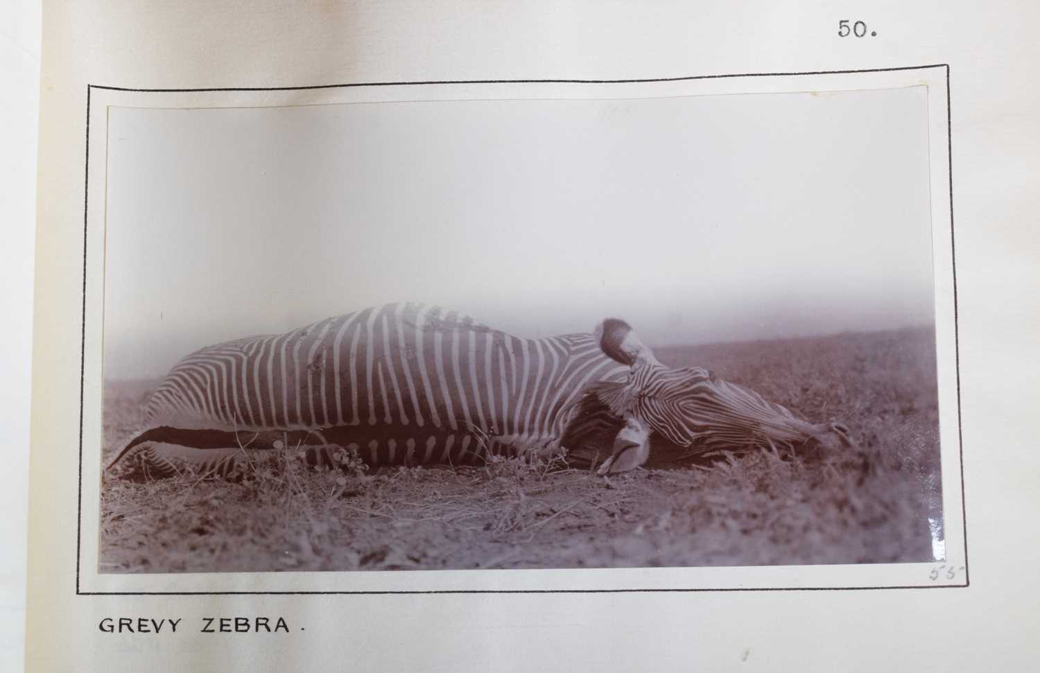 Taxidermy: A Rare Grevy's Zebra (Equus grevyi), dated 1912, British East Africa, by Rowland Ward - Image 6 of 11