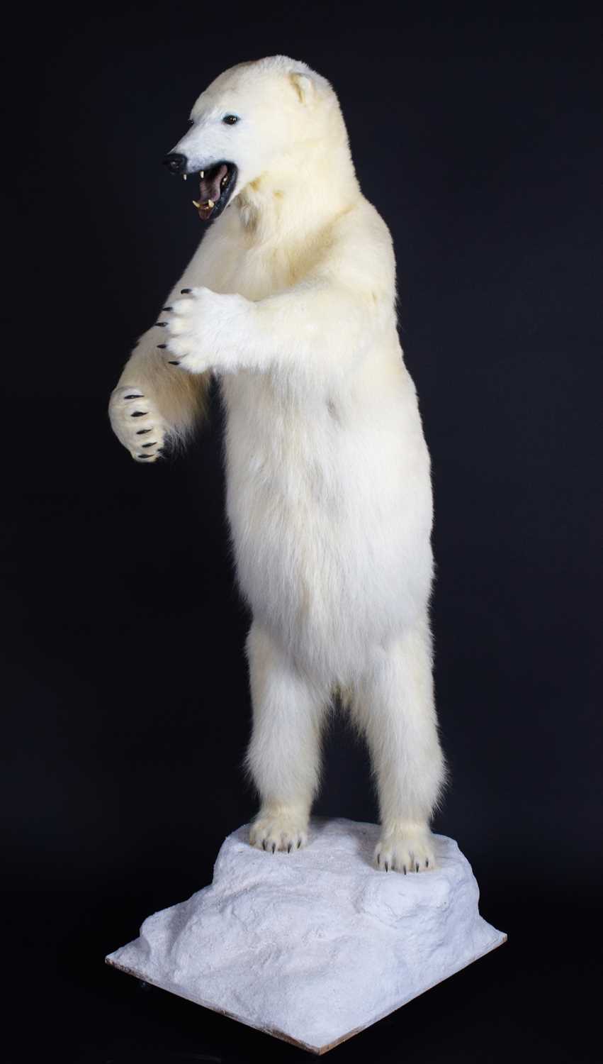 Taxidermy: Polar Bear (Ursus maritimus), circa 1997, a large full mount adult in upright standing - Image 2 of 12