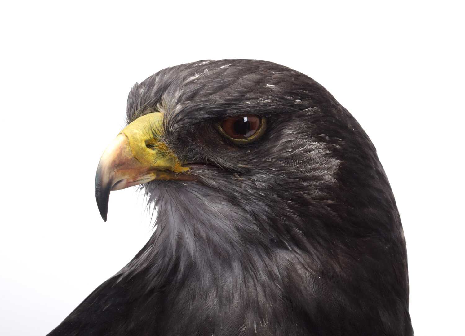 Taxidermy: A Cased Black-chested Buzzard-eagle or Chilean Blue Eagle (Geranoaetus melanoleucus), - Image 11 of 13