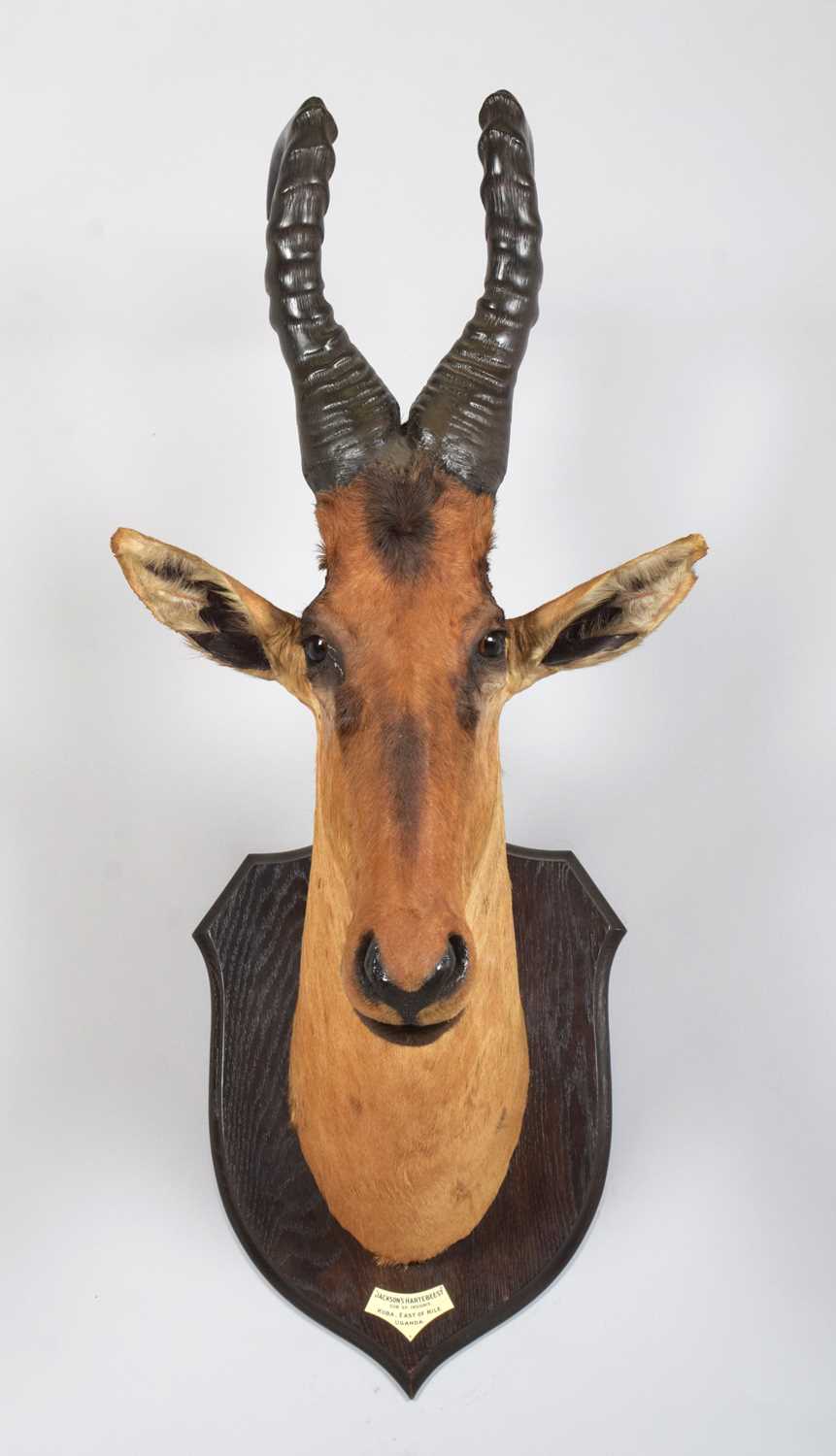 Taxidermy: Jackson's or Lelwel Hartebeest (Alcelaphus lelwel), circa 1923-1924, Koba, East of The - Image 2 of 8