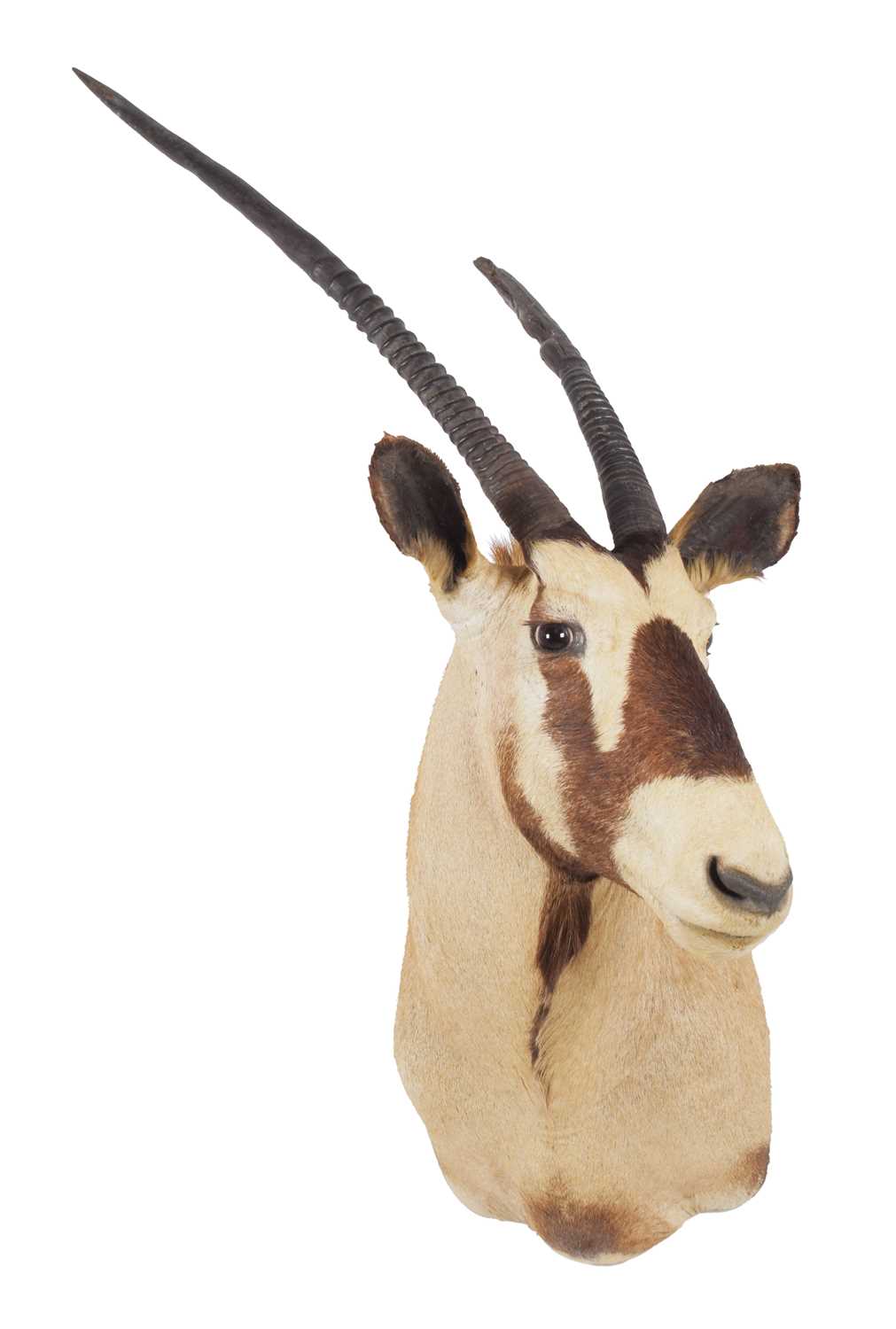 Taxidermy: Gemsbok Oryx (Oryx gazella), circa late 20th century, South Africa, a large adult male - Image 2 of 4