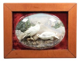 Taxidermy: A Wall Domed Pair of North American White-tailed Ptarmigan (Lagopus leucura), a pair of