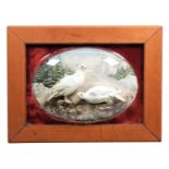 Taxidermy: A Wall Domed Pair of North American White-tailed Ptarmigan (Lagopus leucura), a pair of