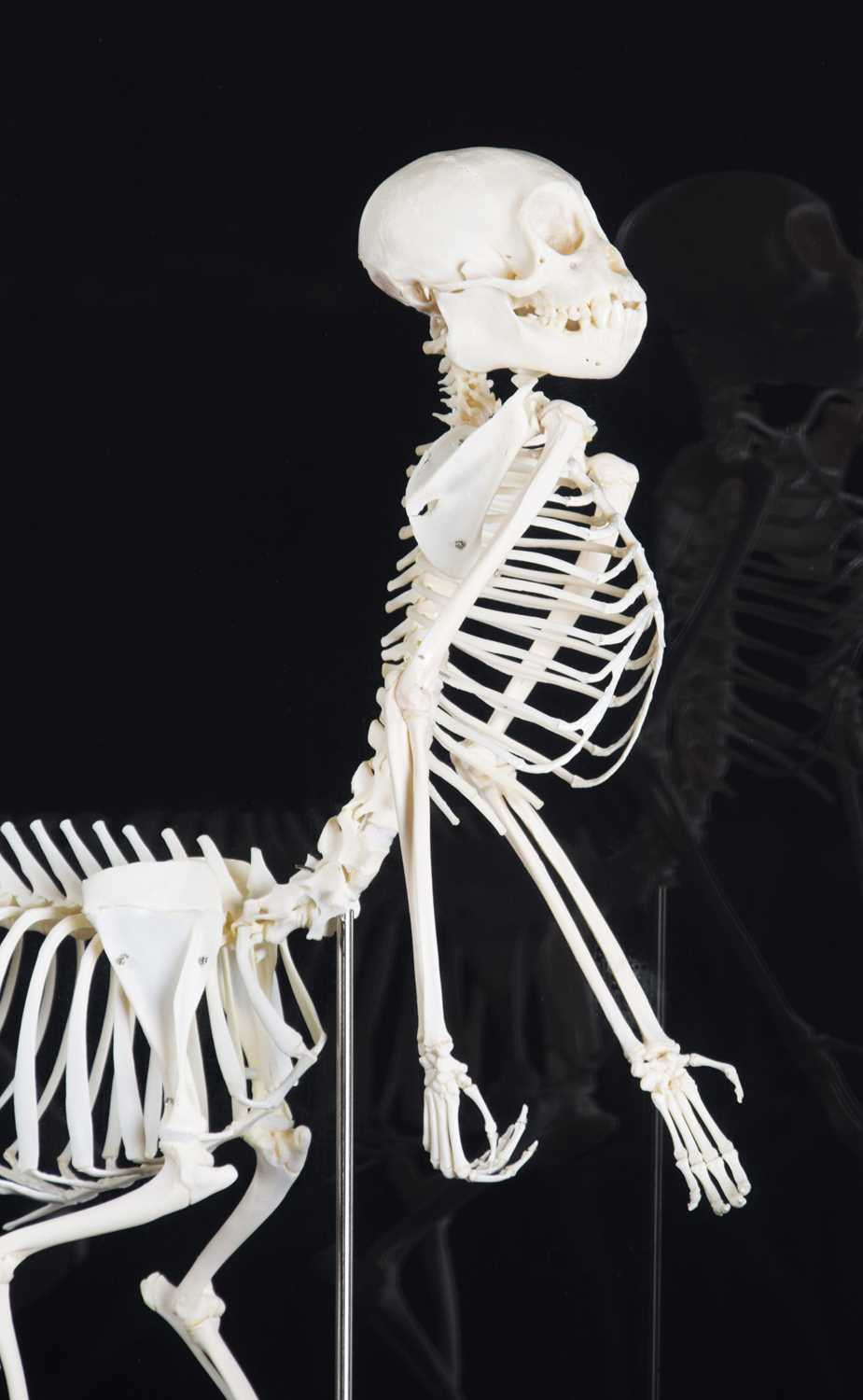 Skeletons/Anatomy: A Composed Centaur Skeleton, modern, a complete articulated skeleton of a - Image 8 of 8