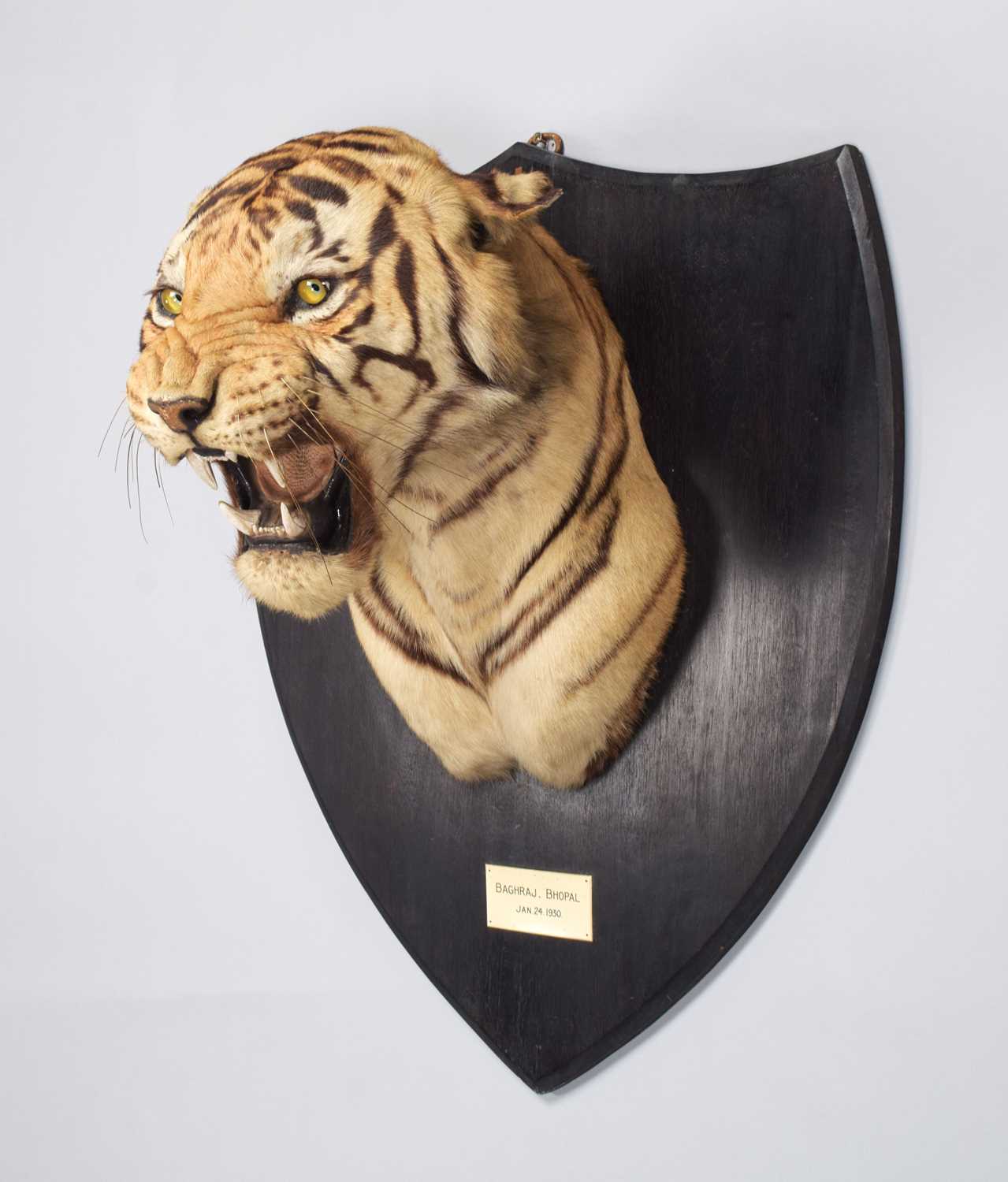 Taxidermy: Bengal Tiger (Panthera tigris tigris), dated January 24th 1930, by Van Ingen & Van Ingen, - Image 2 of 20