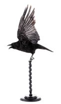 Taxidermy: Carrion Crow (Corvus corone), modern, by Carl Church, Taxidermy, Pickering, Nth Yks, a