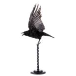 Taxidermy: Carrion Crow (Corvus corone), modern, by Carl Church, Taxidermy, Pickering, Nth Yks, a