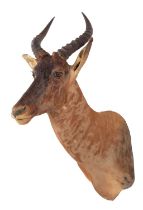 Taxidermy: Western Tsessebe (Damaliscus lunatus), circa late 20th century, South Africa, an adult