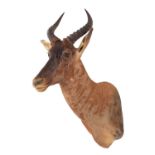 Taxidermy: Western Tsessebe (Damaliscus lunatus), circa late 20th century, South Africa, an adult