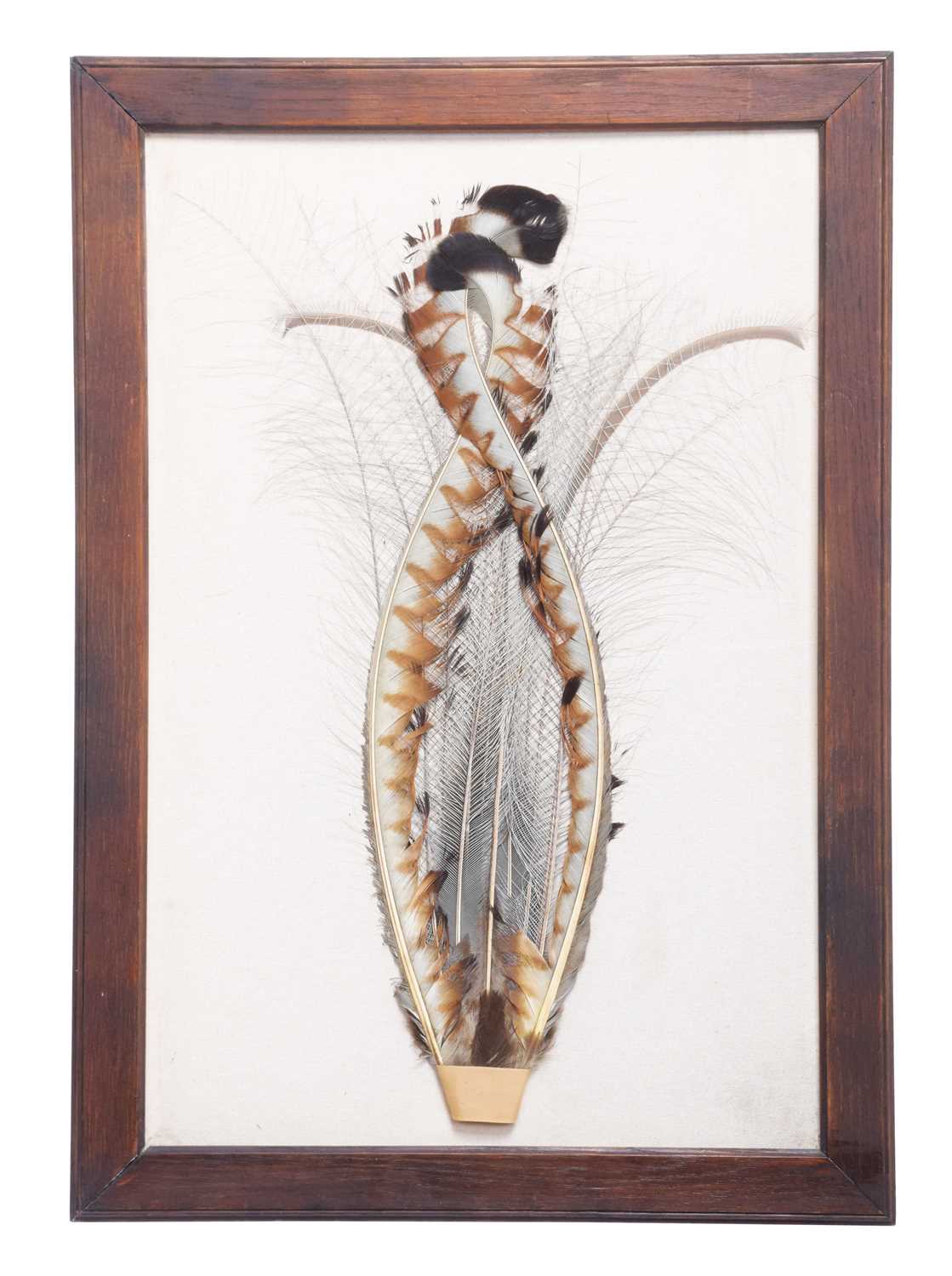 Natural History: A Pair of Framed Superb Lyre Bird Tail Feathers (Menura novaehollandiae), circa