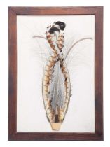Natural History: A Pair of Framed Superb Lyre Bird Tail Feathers (Menura novaehollandiae), circa