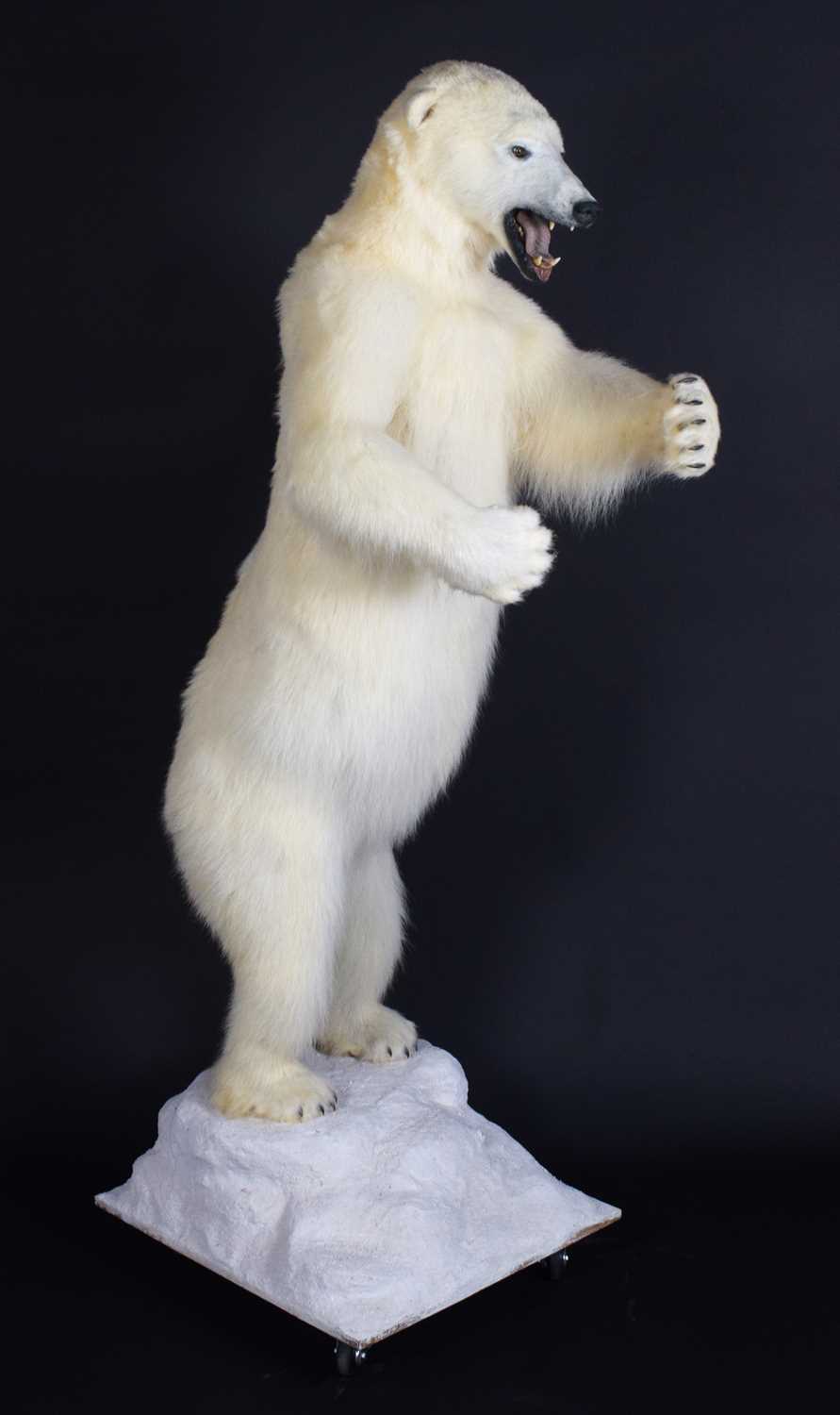 Taxidermy: Polar Bear (Ursus maritimus), circa 1997, a large full mount adult in upright standing - Image 3 of 12