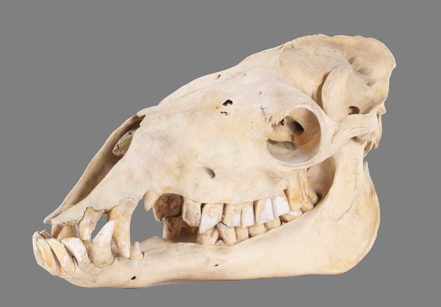 Skulls/Anatomy: Bactrian Camel Skull (Camelus bactrianus), circa early-mid 20th century, an