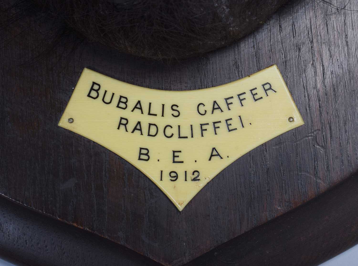 Taxidermy: Cape Buffalo (Syncerus caffer), dated 1912, British East Africa, by Rowland Ward Ltd, " - Image 4 of 9