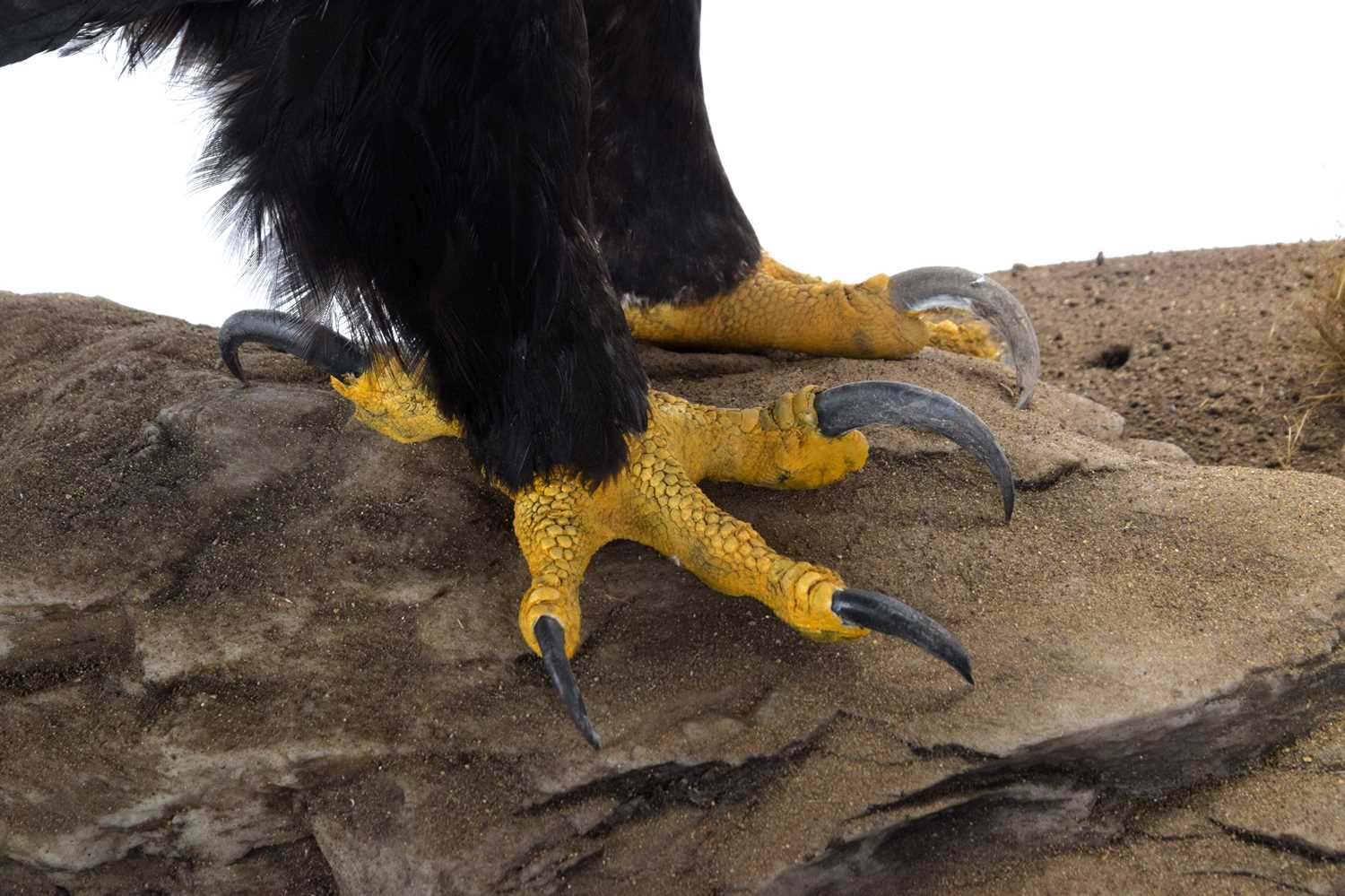 Taxidermy: A Cased Verreaux's Eagle (Aquila verreauxii), captive bred, dated 2023, by Carl Church, - Image 7 of 8