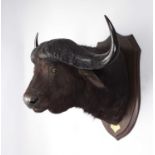 Taxidermy: Cape Buffalo (Syncerus caffer), dated 1912, British East Africa, by Rowland Ward Ltd, "