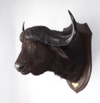 Taxidermy: Cape Buffalo (Syncerus caffer), dated 1912, British East Africa, by Rowland Ward Ltd, "