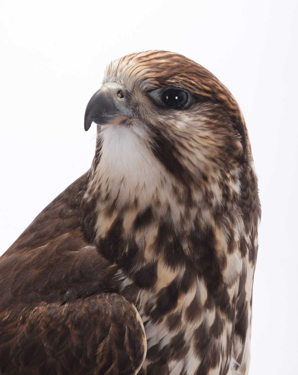 Taxidermy: A Cased Saker Falcon (falco cherrug), captive bred, dated 2021, by Rob Marshall, - Image 7 of 8