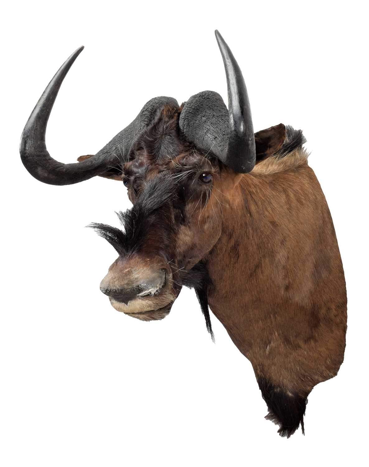 Taxidermy: Black Wildebeest (Connochaetes gnou), modern, South Africa, a high-quality large adult - Image 3 of 3