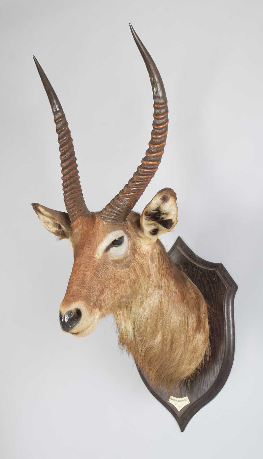 Taxidermy: Ellipsen or Common Waterbuck (Kobus ellipsiprymnus), dated 1909, British East Africa,