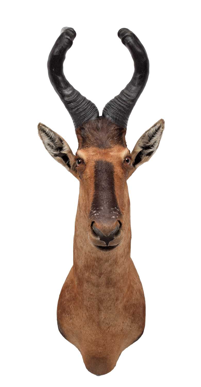 Taxidermy: Cape Red Hartebeest (Alcelaphus caama), circa 2007, Namibia, Africa, a high quality adult - Image 3 of 3