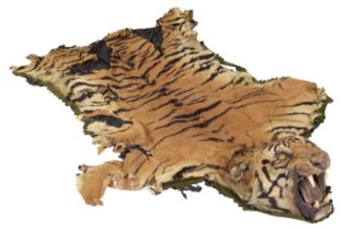 Taxidermy: Bengal Tiger Skin (Panthera tigris tigris), circa 1907-1930, by Rowland Ward Ltd, "The