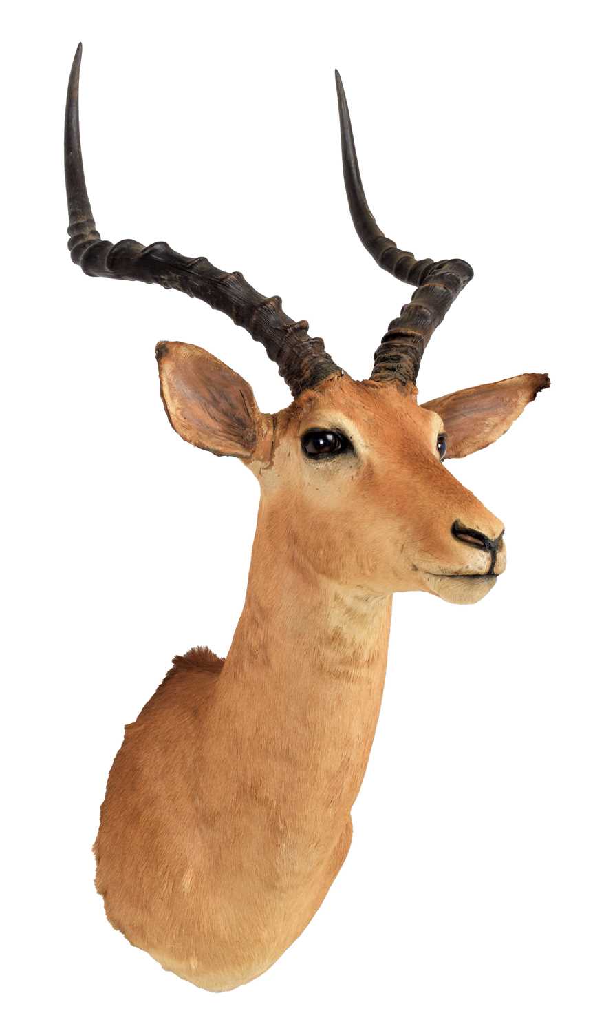 Taxidermy: Common Impala (Aepyceros Melampus) circa late 20th century, South Africa, an adult male - Image 3 of 3