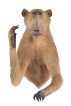 Taxidermy: Chacma Baboon (Papio hamadryas ursinus), circa mid-late 20th century, an adult forepart