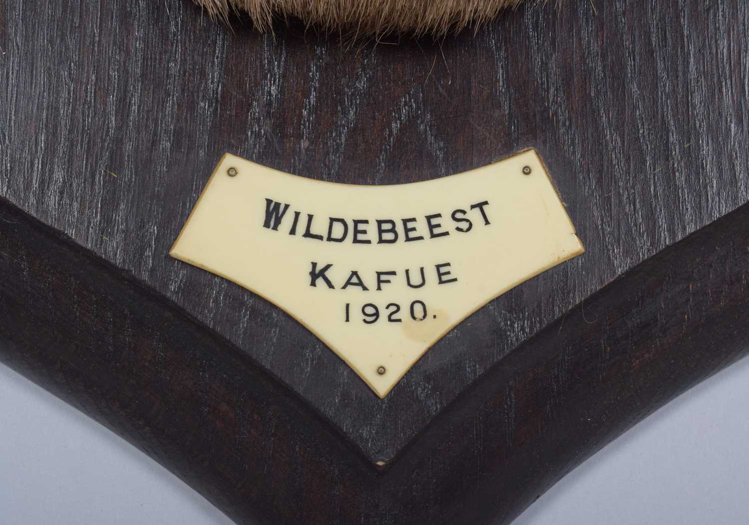 Taxidermy: Eastern White-bearded Wildebeest (Connochaetes albojubatus), dated 1920, Kafue, Zambia, - Image 4 of 7
