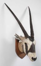 Taxidermy: Gemsbok Oryx (Oryx gazella), late 19th century, South Africa, by Henry James Burton,