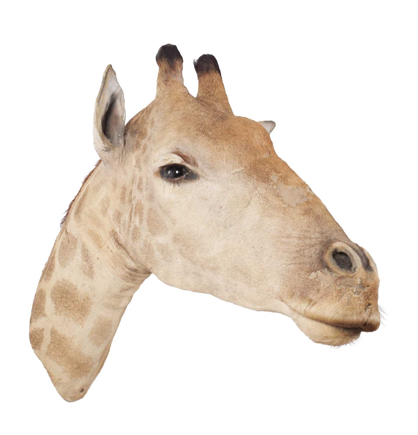 Taxidermy: South African Giraffe (Giraffa camelopardalis), late 20th century, South Africa, an adult - Image 2 of 4