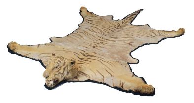 Taxidermy: A Bengal Tiger Skin (Panthera tigris tigris), circa 1900-1920, India, a large adult