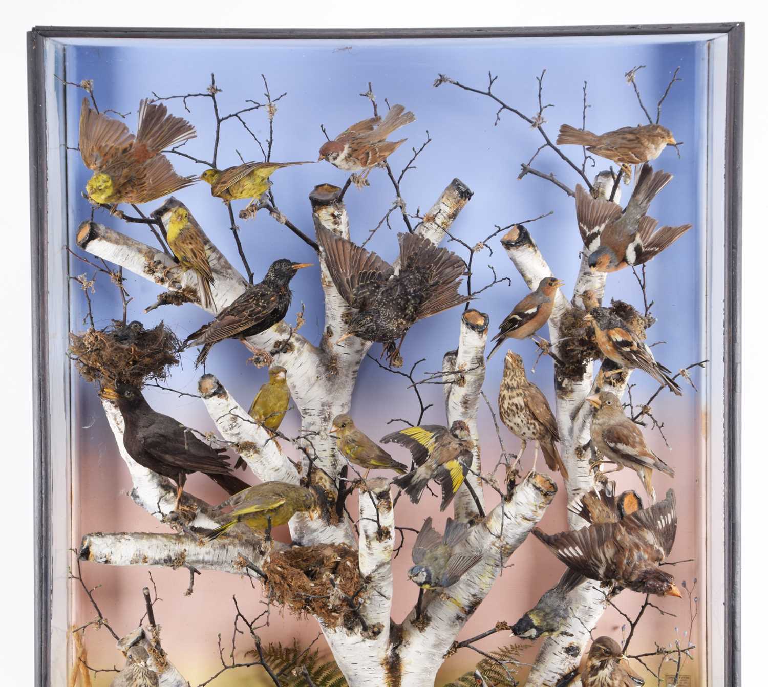 Taxidermy: A Large Late Victorian Diorama of British Woodland Birds, circa 1880-1900, by James E. - Image 4 of 10