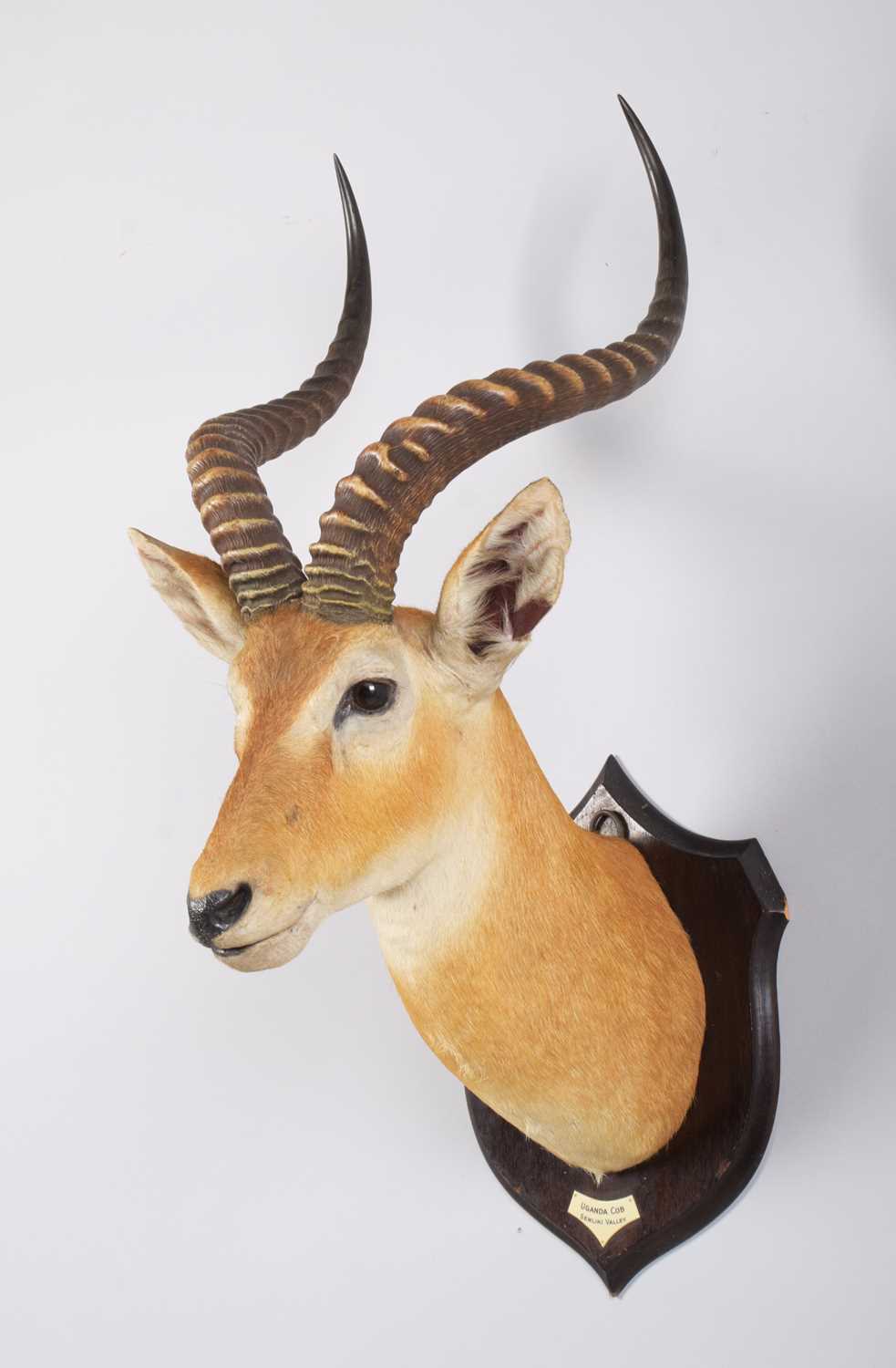 Taxidermy: Uganda Kob (Kobus thomasi), circa Feb 1924, Semliki Valley, Uganda, by Rowland Ward - Image 2 of 7