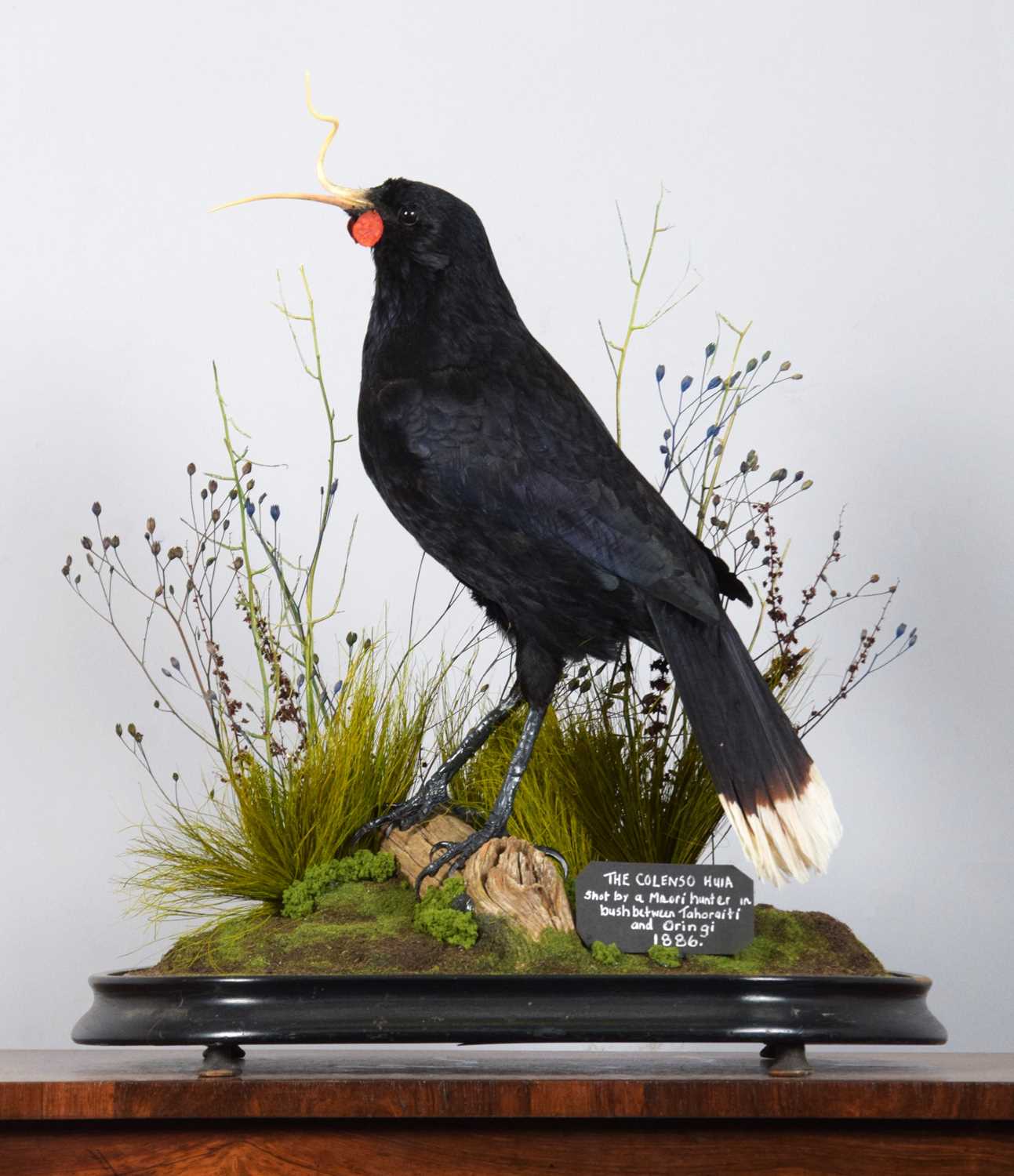 Taxidermy: A Re-creation of "Colenso's" Huia (†Heteralocha acutirostris), circa 2023, by Barry