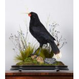 Taxidermy: A Re-creation of "Colenso's" Huia (†Heteralocha acutirostris), circa 2023, by Barry