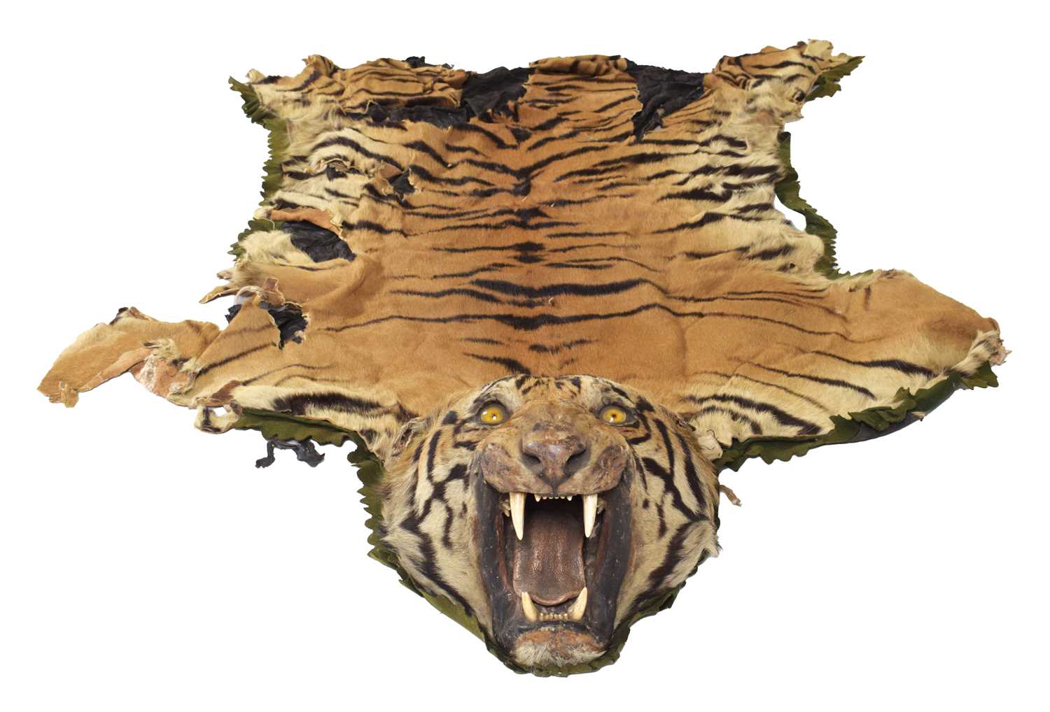 Taxidermy: Bengal Tiger Skin (Panthera tigris tigris), circa 1907-1930, by Rowland Ward Ltd, "The - Image 2 of 8