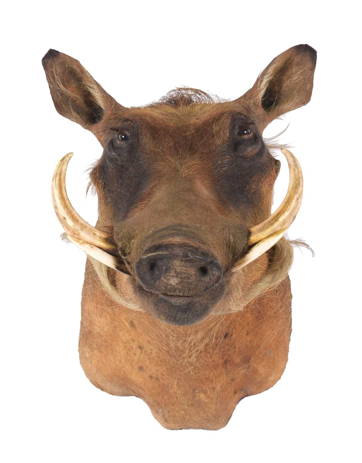 Taxidermy: Common Warthog (Phacochoerus africanus), 21st century, South Africa, a high quality adult - Image 3 of 3