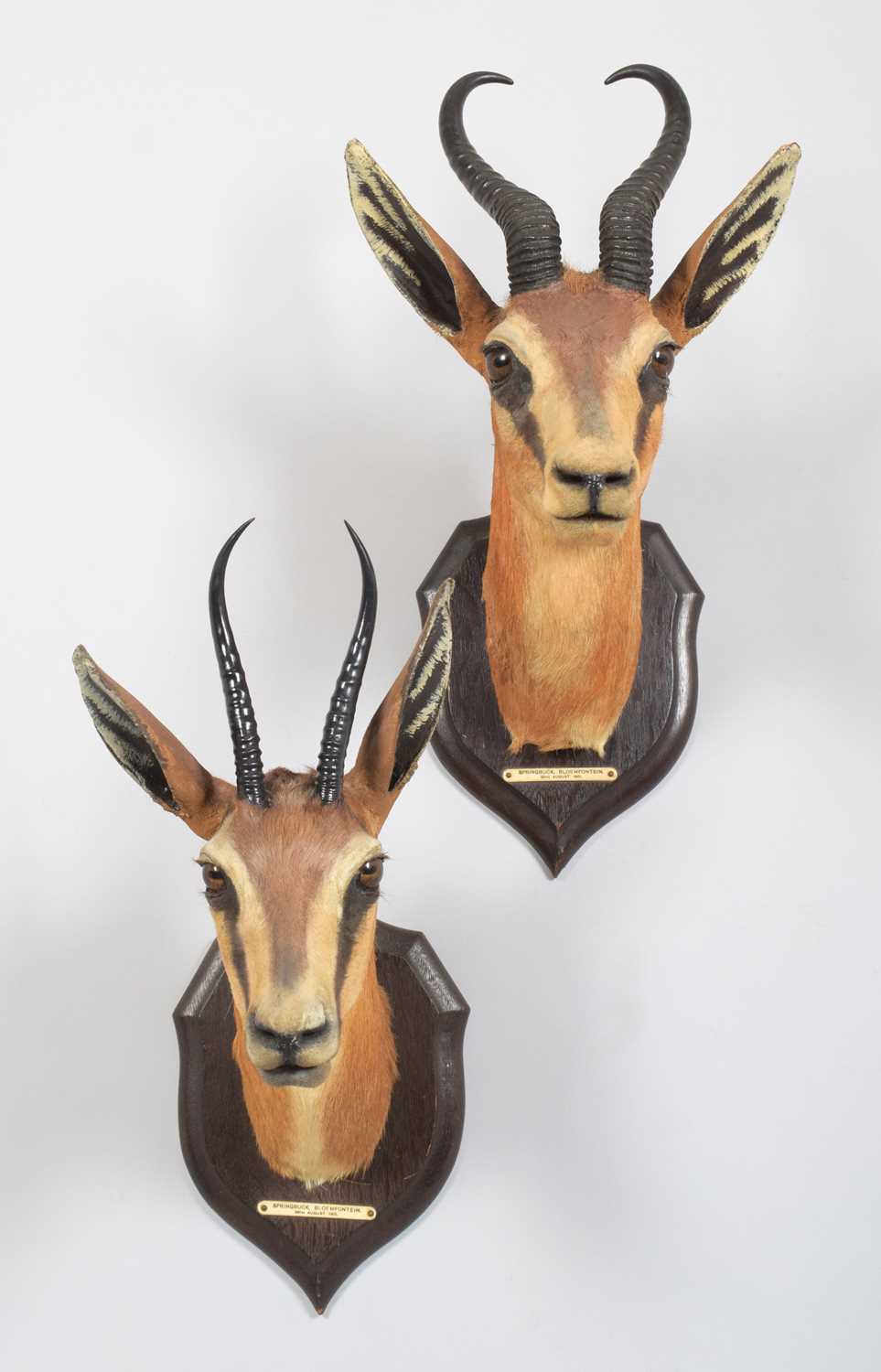 Taxidermy: A Pair of South African Springbok (Antidorcas marsupialis), dated August 29th-30th - Image 2 of 7
