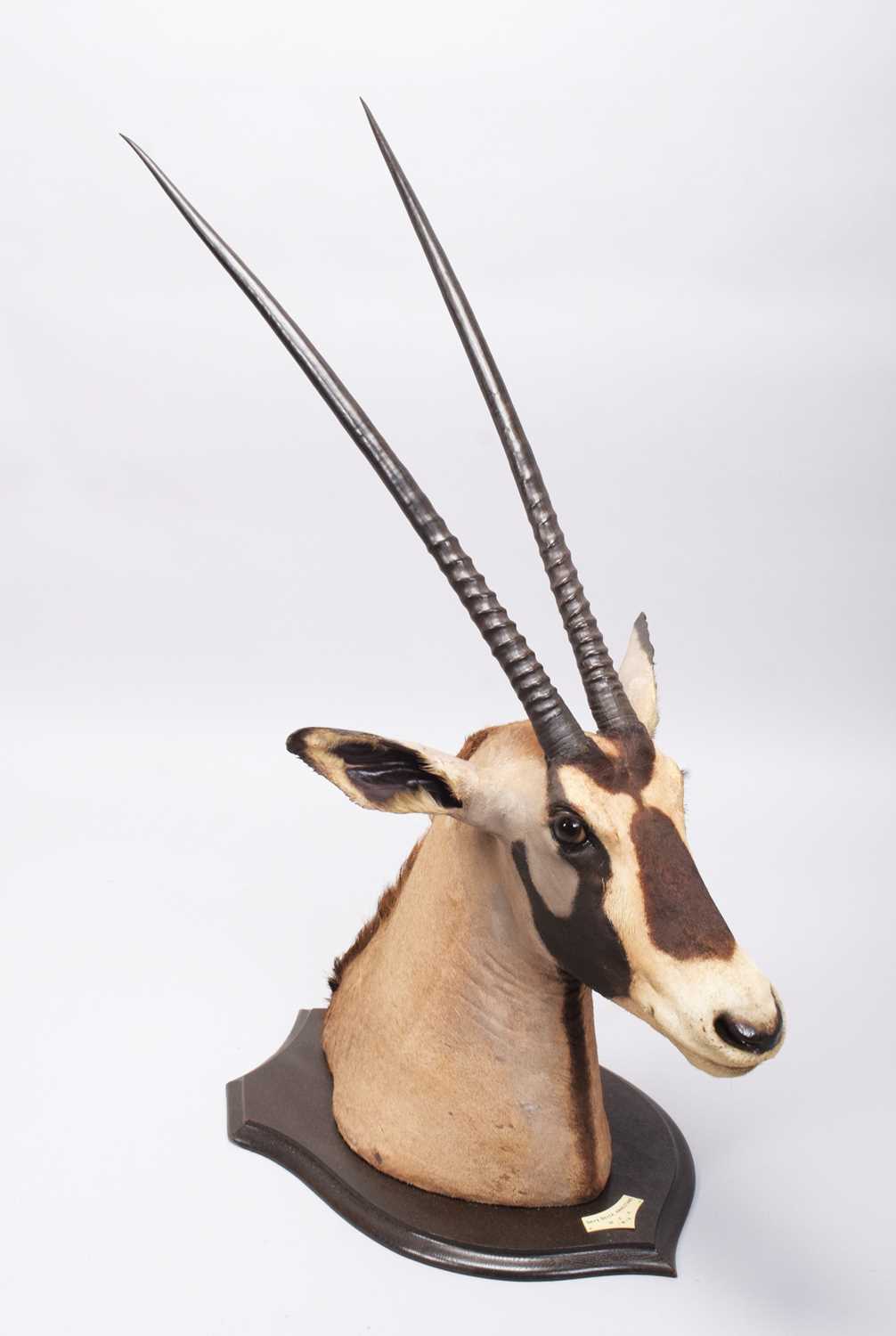 Taxidermy: Beisa Oryx (Oryx beisa), dated 1912, British East Africa, by Rowland Ward Ltd, "The - Image 7 of 12