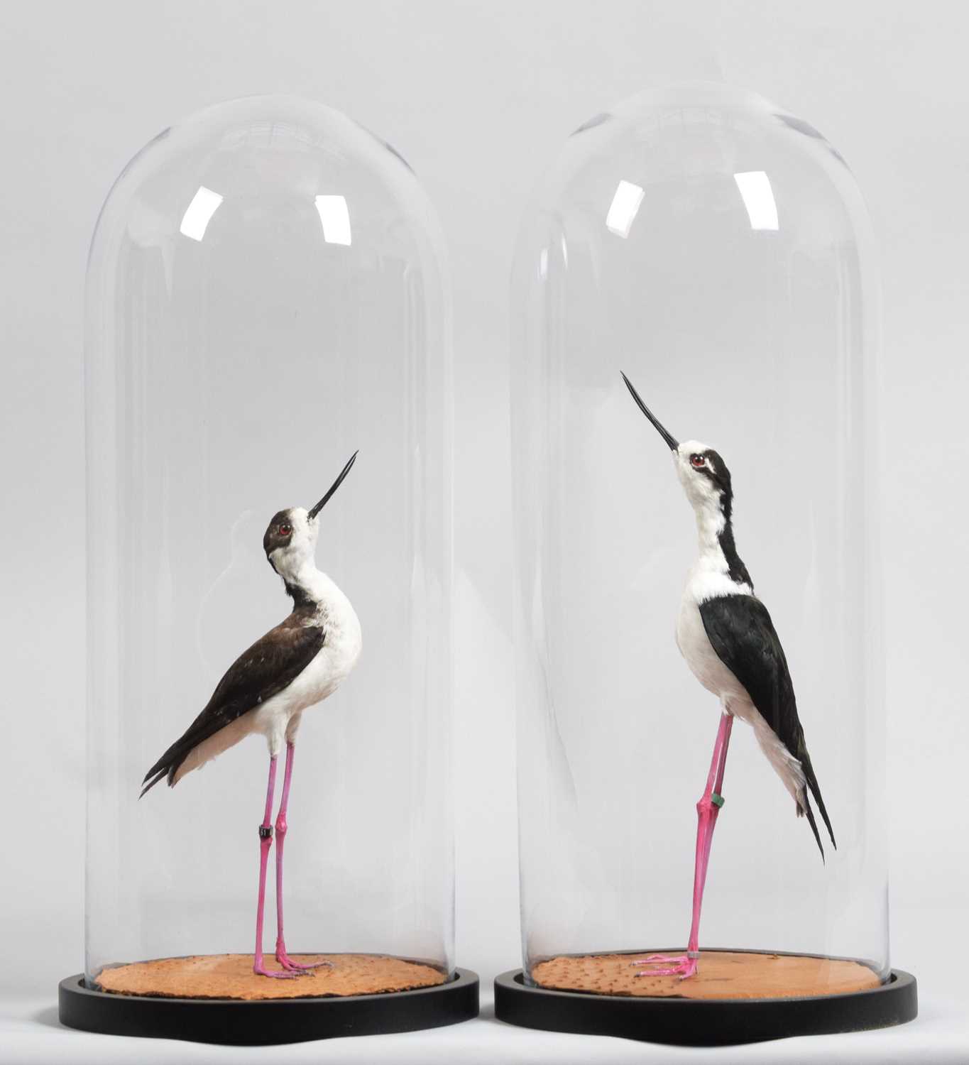 Taxidermy: A Pair of Black-winged Stilts under Domes (Himantopus himantopus), modern, a pair of high