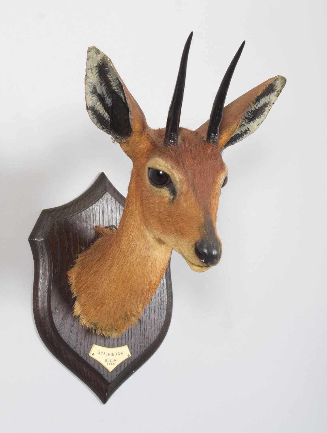 Taxidermy: East African Steenbok (Raphicerus campestris neumanni), dated 1909, British East - Image 3 of 5