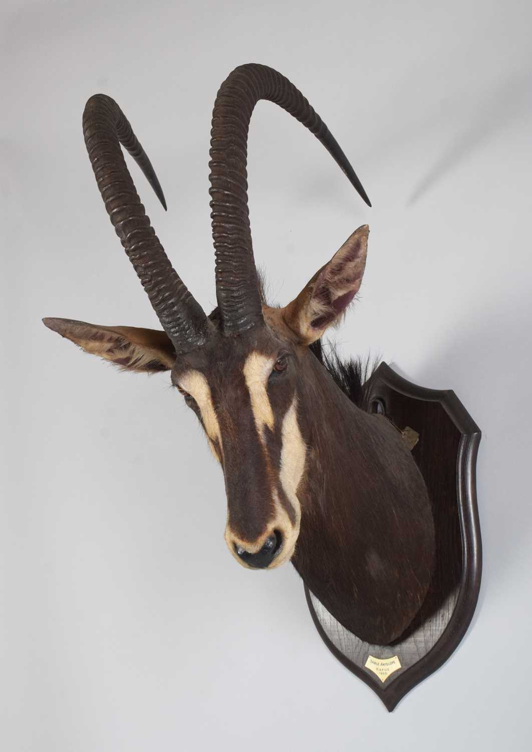 Taxidermy: Southern Sable Antelope (Hippotragus niger niger), dated 1920, Kafue, Zambia, by - Image 3 of 10