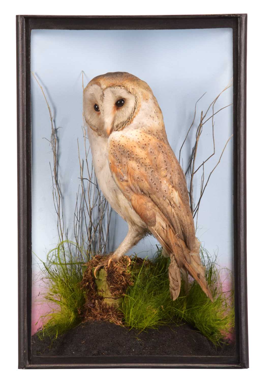 Taxidermy: A Cased Barn Owl (Tyto alba), circa 1910, a good quality antique full mount adult with