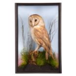 Taxidermy: A Cased Barn Owl (Tyto alba), circa 1910, a good quality antique full mount adult with