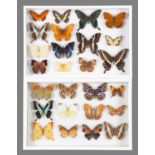 Entomology: A Pair of Glazed Displays of Tropical Butterflies, 21st century, a pair of glazed